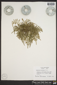 Asplenium montanum image