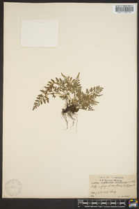 Asplenium montanum image