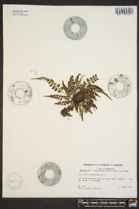 Asplenium pinnatifidum image