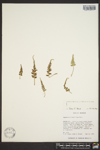 Asplenium pinnatifidum image