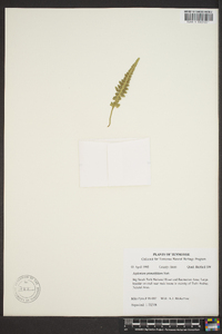 Asplenium pinnatifidum image