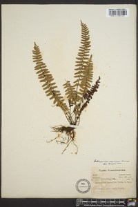 Asplenium resiliens image