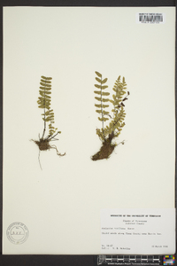 Asplenium resiliens image