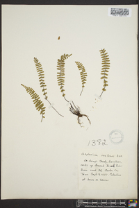 Asplenium resiliens image