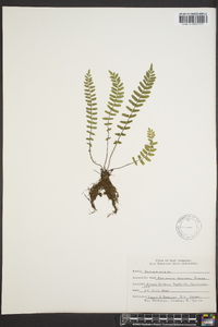 Asplenium resiliens image