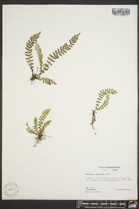 Asplenium resiliens image