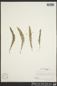 Asplenium resiliens image