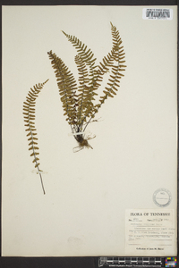 Asplenium resiliens image