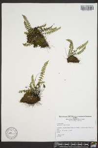 Asplenium resiliens image