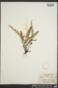 Asplenium resiliens image