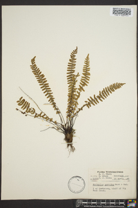 Asplenium resiliens image