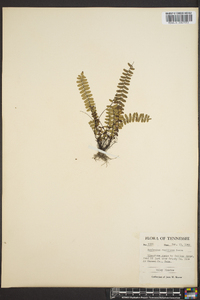 Asplenium resiliens image