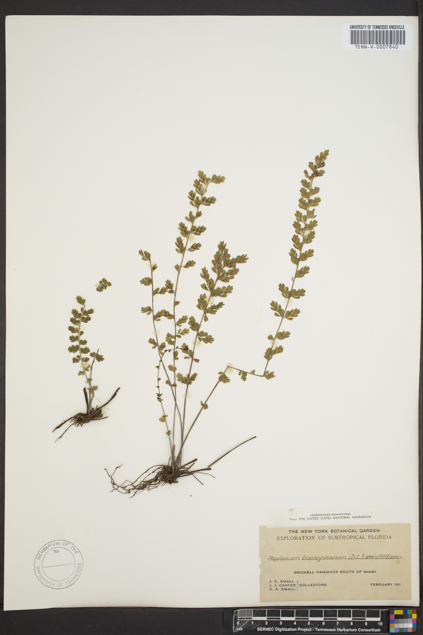 Asplenium biscayneanum image