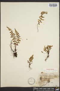 Asplenium bradleyi image