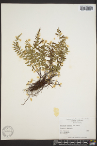 Asplenium bradleyi image