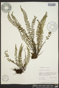 Asplenium heterochroum image