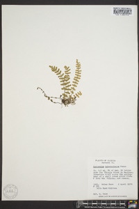 Asplenium heterochroum image