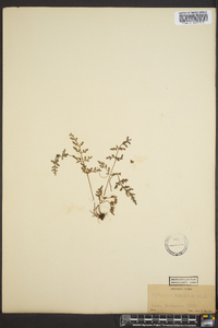 Asplenium montanum image