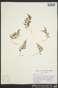 Asplenium montanum image