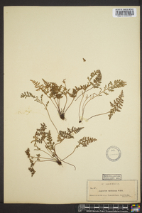 Asplenium montanum image