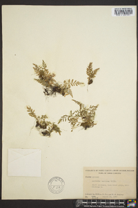 Asplenium montanum image