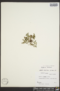 Asplenium montanum image