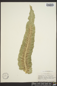 Asplenium nidus image