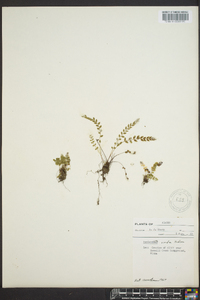 Asplenium viride image