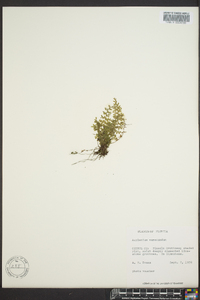 Asplenium verecundum image