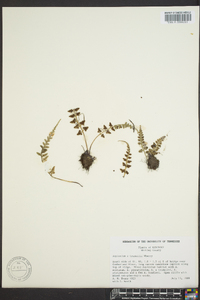 Asplenium verecundum image