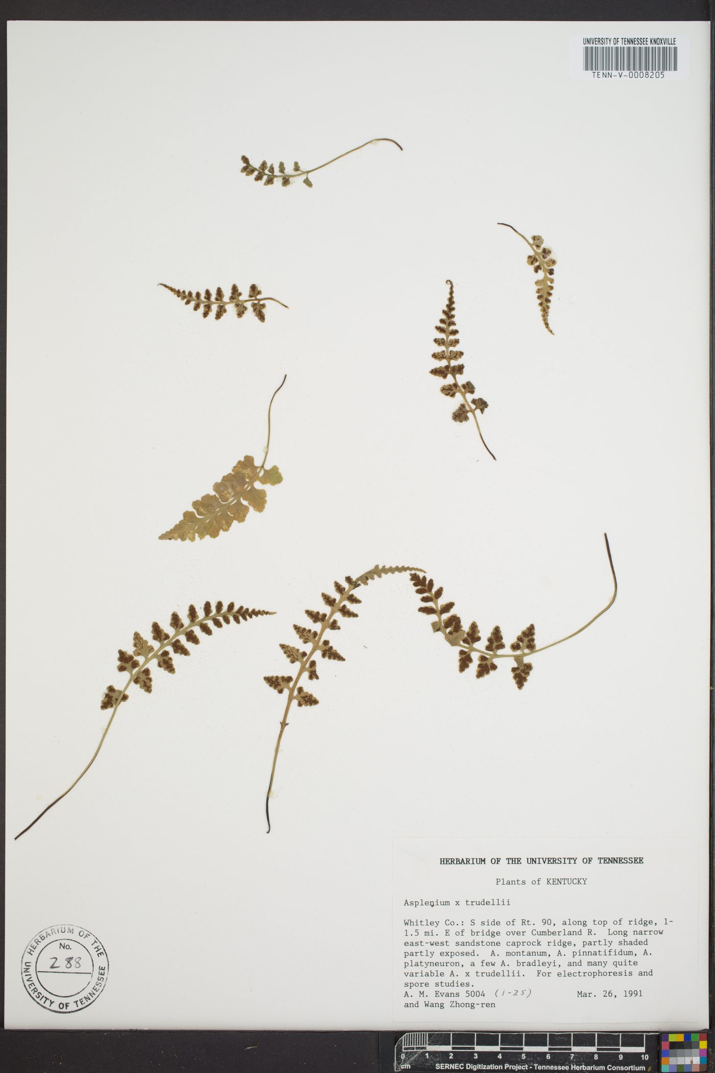 Asplenium x trudellii image