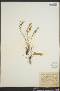 Asplenium viride image