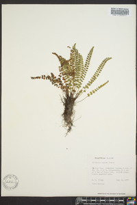 Asplenium viride image