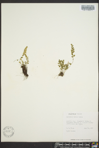 Asplenium viride image