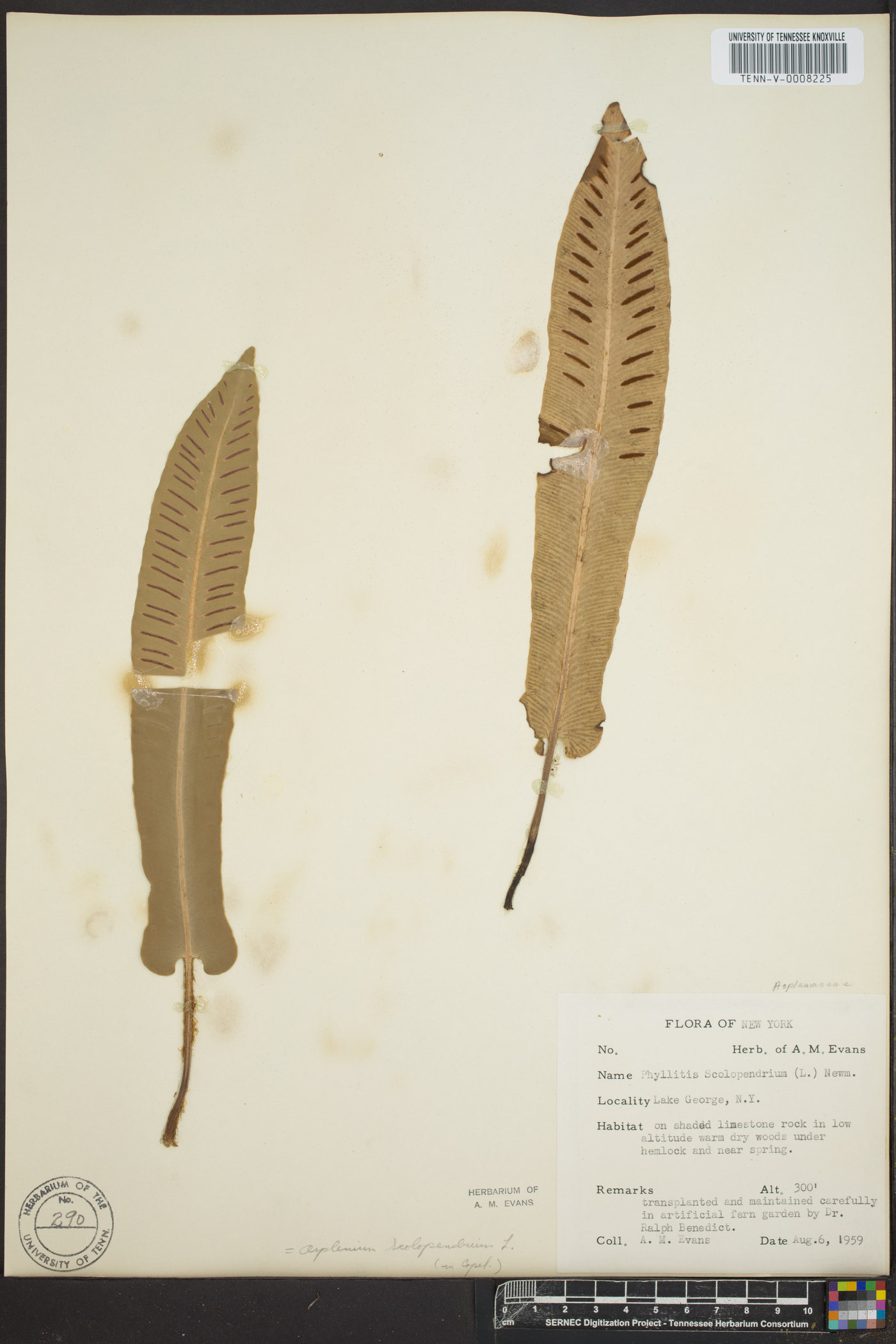 Phyllitis scolopendrium image