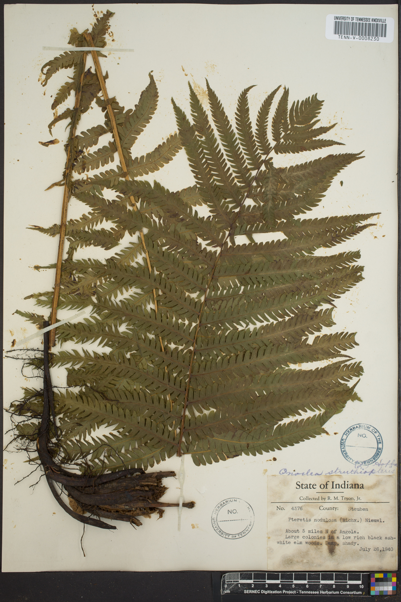 Pteretis nodulosa image