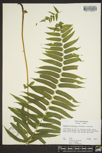 Athyrium pycnocarpon image