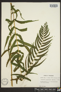 Athyrium pycnocarpon image