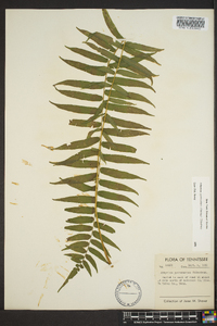 Athyrium pycnocarpon image