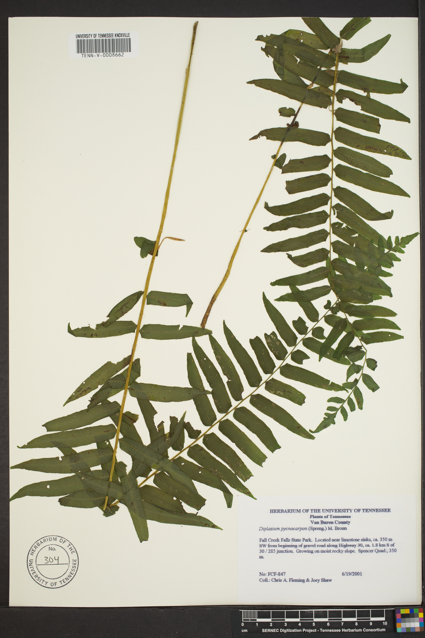 Athyrium pycnocarpon image