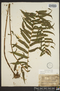 Athyrium pycnocarpon image