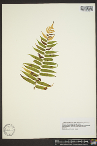 Athyrium pycnocarpon image