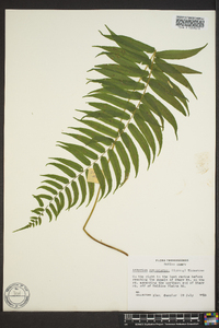 Athyrium pycnocarpon image