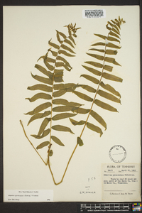 Athyrium pycnocarpon image