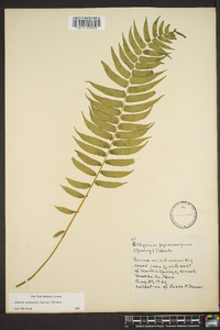 Athyrium pycnocarpon image