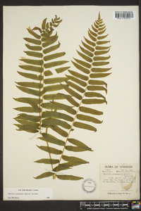 Athyrium pycnocarpon image