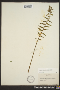 Athyrium pycnocarpon image