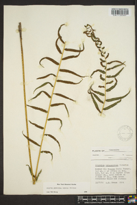 Athyrium pycnocarpon image