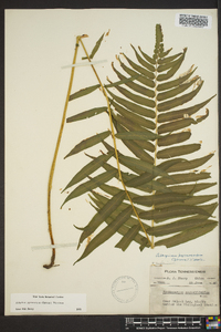 Athyrium pycnocarpon image