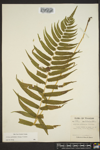 Athyrium pycnocarpon image